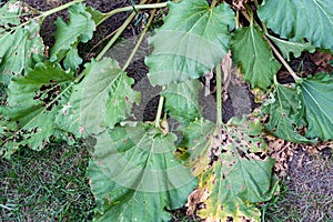 Japanese beetles and other insects and pests destroy rhubarb plant