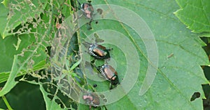 Japanese Beetles, Popillia japonica, invasive and destructive in North America 4K