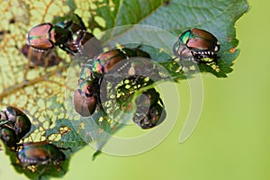 Japanese Beetles Popillia japonica on Leaf