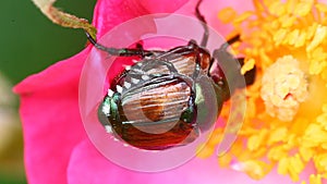 Japanese Beetles, Popillia japonica, on a rose