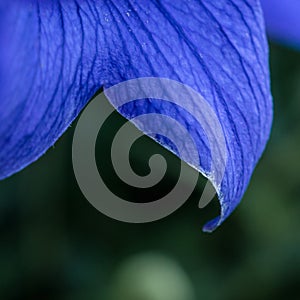 Japanese bell flower