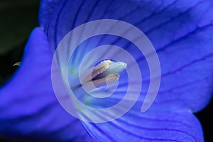 Japanese bell flower