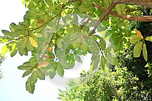 Japanese big leaf magnolia ( Magnolia obovata ) tree.