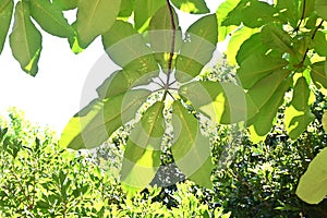 Japanese big leaf magnolia ( Magnolia obovata ) tree.