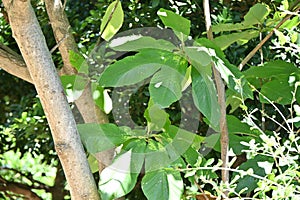 Japanese big leaf magnolia ( Magnolia obovata ) tree.