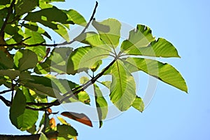 Japanese big leaf magnolia ( Magnolia obovata ) tree.