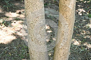 Japanese big leaf magnolia ( Magnolia obovata ) tree.