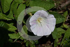 Japanese bindweed