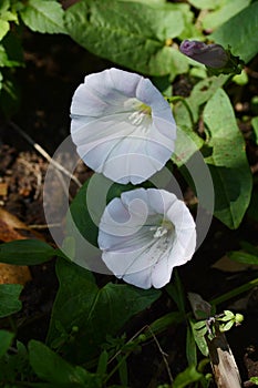 Japanese bindweed