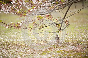 Japanese bird and cherry blossoms