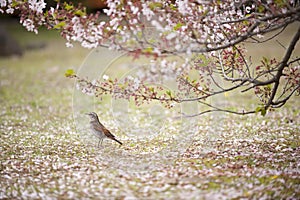 Japanese bird and cherry blossoms