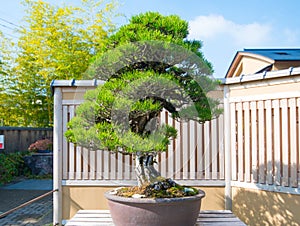 Japanese Black pine bonsai tree in Omiya bonsai village