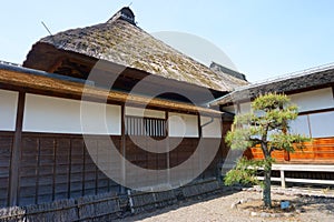 Japanese black pine Pinus thunbergii. Asian landscape, vintage japanese style architecture. Text: Kuro matsu - Black pine