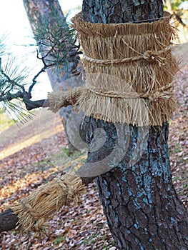 Japanese black pine & x28;Pinus Thunbergii& x29; with straw belts on ... and looking like it needs a hug.