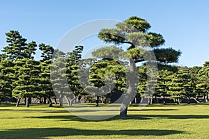 Japanese Black Pines Kokyo Gaien National Gardens Tokyo