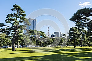 Japanese Black Pines and modern buildings Tokyo