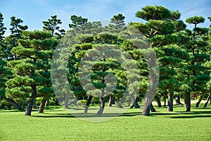 The Japanese Black Pines planted on the green lawn area of Kokyo Gaien National Garden. Tokyo. Japan