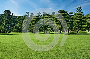 The Japanese Black Pines planted on the green lawn area of Kokyo Gaien National Garden. Tokyo. Japan