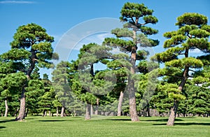 The Japanese Black Pines planted on the green lawn area of Kokyo Gaien National Garden. Tokyo. Japan photo