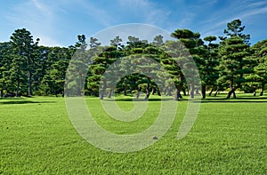 The Japanese Black Pines planted on the green lawn area of Kokyo Gaien National Garden. Tokyo. Japan photo