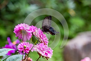 Japanese black spangle butterfly on a flower