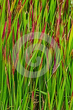 Japanese Blood Grass