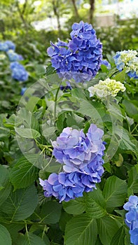 Japanese blue blossom, vertical orientation.