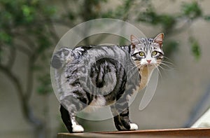 Japanese Bobtail Domestic Cat, Adult photo