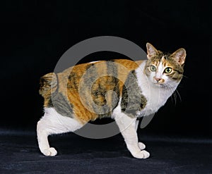 Japanese Bobtail Domestic Cat against Black Background