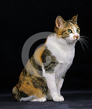 Japanese Bobtail Domestic Cat sitting against Black Background