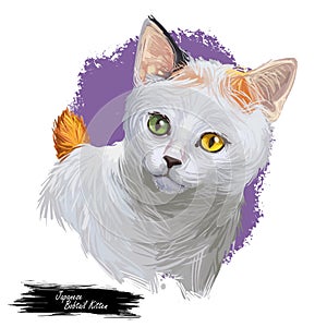 Japanese bobtail kitten with short hair isolated on purple background. Digital art illustration of hand drawn kitty for web. Face