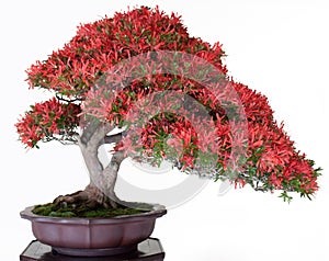 Japanese bonsai