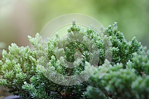 Japanese bonsai juniper leaf shoots, Nature background, Feeling good