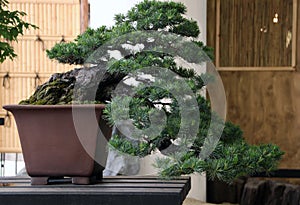 Japanese bonsai from pine photo