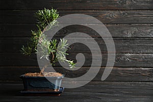 Japanese bonsai plant on wooden table, space for text. Creating zen atmosphere at home