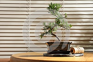 Japanese bonsai plant and rope on table near window, space for text. Creating zen atmosphere at home
