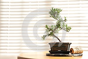 Japanese bonsai plant and rope on table near window, space for text. Creating zen atmosphere at home