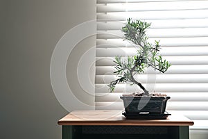 Japanese bonsai plant on table near window. Creating zen atmosphere at home