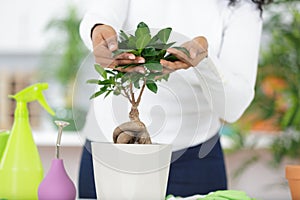 Japanese bonsai ready for show