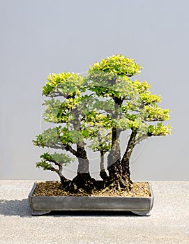 Japanese bonsai tree Cedar Elm clump