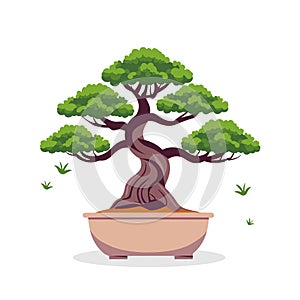 Japanese bonsai tree isolated on white background.