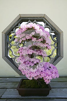 Japanese Bonsai tree in National Arboretum, Washington D.C.