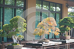 Japanese bonsai tree in Omiya bonsai village