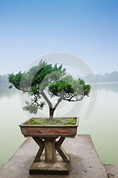 Japanese bonsai tree in pot at zen garden