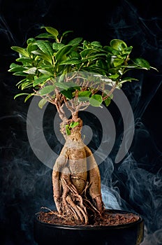 Japanese bonsai tree style used for decoration. Bonsai is used to decorate