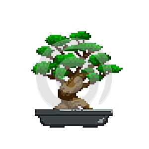 Japanese bonsai trees, in the style of pixel art. Beautiful realistic tree. Bonsai style tree. Decorative small tree