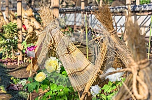 Japanese Botan peony flowers protected from freezing winter cold by a straw teepee.