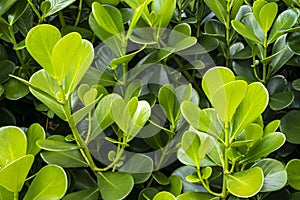 Japanese boxwood bush