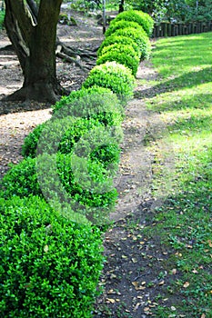 Japanese Boxwood Schrubs