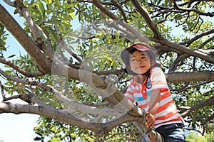 Japanese boy climbing the tree